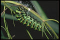 035162 Anise Swallowtail Caterpillar, San Francisco, CA A4 Photo Print