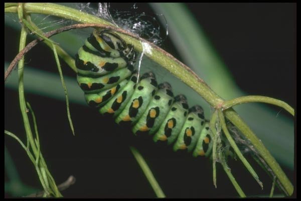 035162 Anise Swallowtail Caterpillar, San Francisco, CA A4 Photo Print