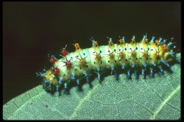 035164 Cecropia Moth Caterpillar, Eastern Us A4 Photo Print