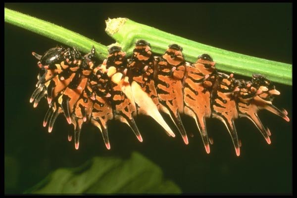035165 Swallowtail Caterpillar, Thailand A4 Photo Print