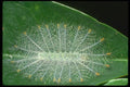 035166 Archduke Butterfly Caterpillar, Malaysia A4 Photo Print