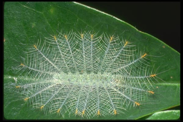 035166 Archduke Butterfly Caterpillar, Malaysia A4 Photo Print