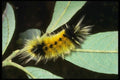 035167 Yellow Spotted Tiger Moth Caterpillar, San Francisco, CA A4 Photo Print