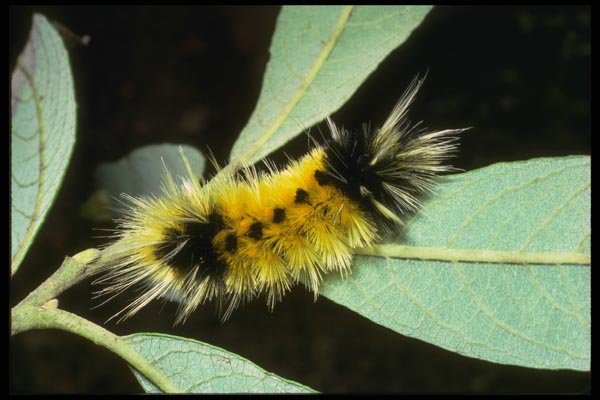 035167 Yellow Spotted Tiger Moth Caterpillar, San Francisco, CA A4 Photo Print