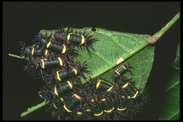 035168 Saddleback Caterpillars, Costa Rica A4 Photo Print
