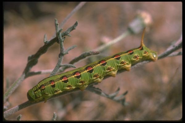 035169 White Lined Sphinx Moth Caterpillar, Mojave Desert, CA A4 Photo Print