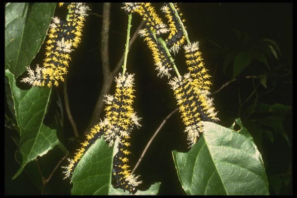 035170 Tropical Caterpillars, Monteverde, Costa Rica A4 Photo Print