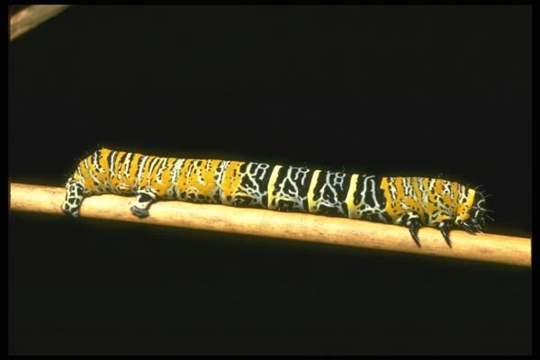 035171 Yellow And Black Caterpillar, Mt. Kinabalu, Borneo A4 Photo Print