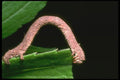 035172 Inch Worm Caterpillar, Mt. Kinabalu, Borneo A4 Photo Print