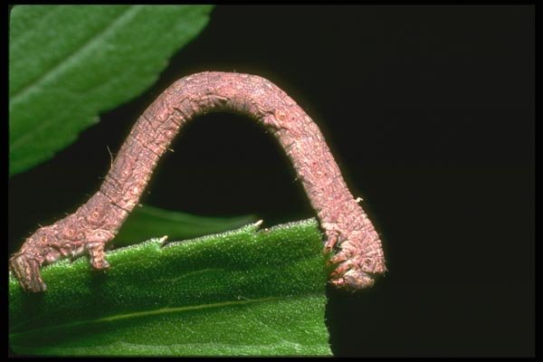 035172 Inch Worm Caterpillar, Mt. Kinabalu, Borneo A4 Photo Print
