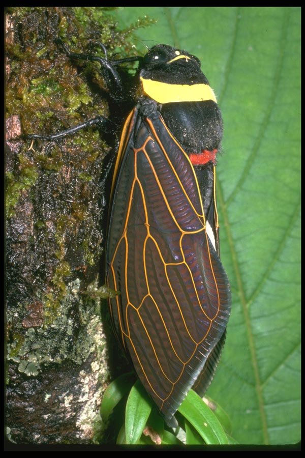 035173 Cicada, Mt. Kinabalu, Borneo, Malaysia A4 Photo Print