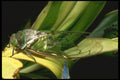 035174 Cicada, Tari Highlands, Papua New Guinea A4 Photo Print