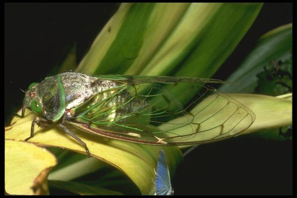 035174 Cicada, Tari Highlands, Papua New Guinea A4 Photo Print