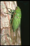 035175 Cicada, Poring, Borneo, Malaysia A4 Photo Print