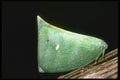 035176 Green Planthopper, Poring, Borneo, Malaysia A4 Photo Print