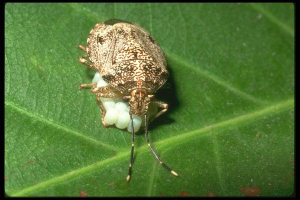 035177 Pentatomid Bug, Tuxtla Guttierez, Mexico A4 Photo Print