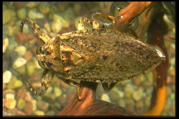035178 Giant Water Bug, Portal, Cochise, Arizona A4 Photo Print