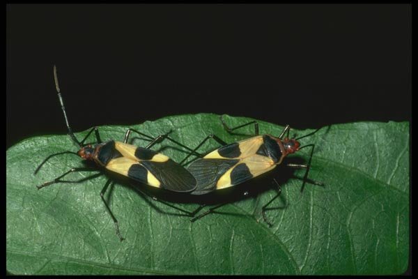 035179 Seed Bug, La Selva, Costa Rica A4 Photo Print
