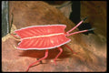 035180 Shield Bug Nymph, Sepilok, Borneo, Malaysia A4 Photo Print
