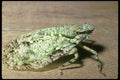 035181 Planthopper, La Selva, Costa Rica A4 Photo Print