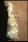 035182 Peanut Head Bug, La Selva, Cossta Rica A4 Photo Print