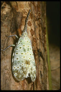 035183 Fulgorid Species, Koh Samui, Thailand A4 Photo Print