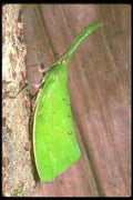 035186 Fulgorid Species, Cameron Highlands, Malaysia A4 Photo Print