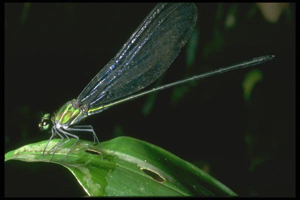 035187 Damselfly, Cameron Highlands, Malaysia A4 Photo Print