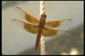 035188 Libelluid Dragonfly, San Bernardino, California A4 Photo Print