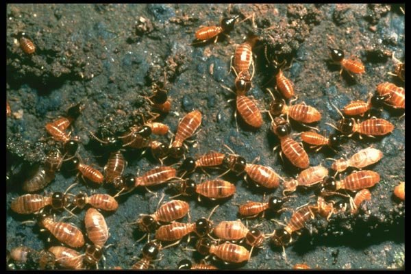 035189 Nasute Termites A4 Photo Print