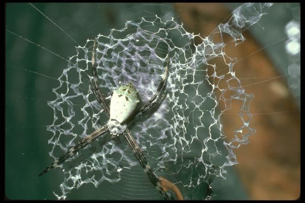 035190 Orb Weaver Spider, La Selva, Costa Rica A4 Photo Print
