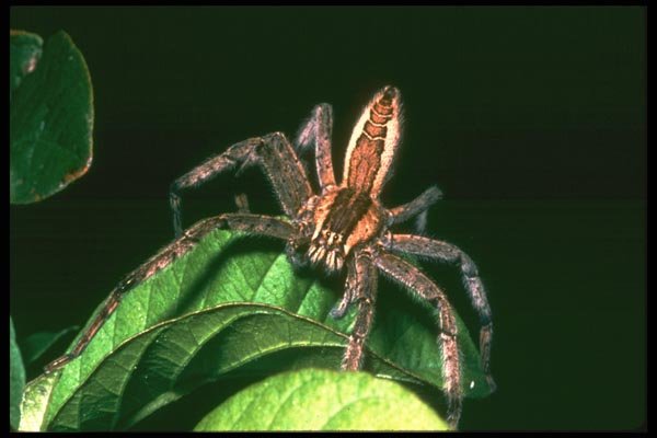 035191 Hunting Spider, Costa Rica A4 Photo Print