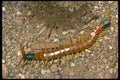 035194 Giant Desert Centipede, Cochise, Arizona A4 Photo Print