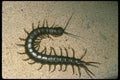 035195 Gigantea Centipede, Trinidad A4 Photo Print