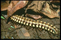 035196 Rainforest Millipede, Costa Rica A4 Photo Print