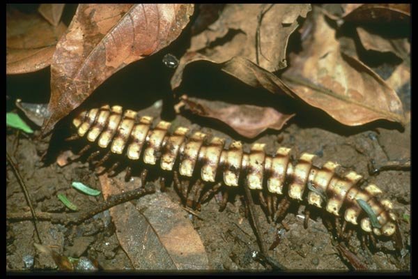 035196 Rainforest Millipede, Costa Rica A4 Photo Print