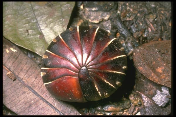 035197 Pill Millipede, Poring, Borneo A4 Photo Print
