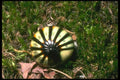 035198 Pill Millipede, Poring, Borneo A4 Photo Print