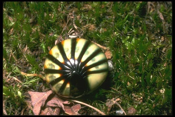 035198 Pill Millipede, Poring, Borneo A4 Photo Print