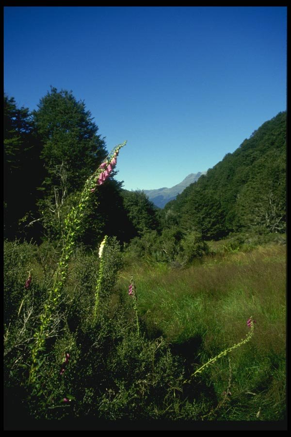 036002 Meadow, Nelson Lakes National Park A4 Photo Print