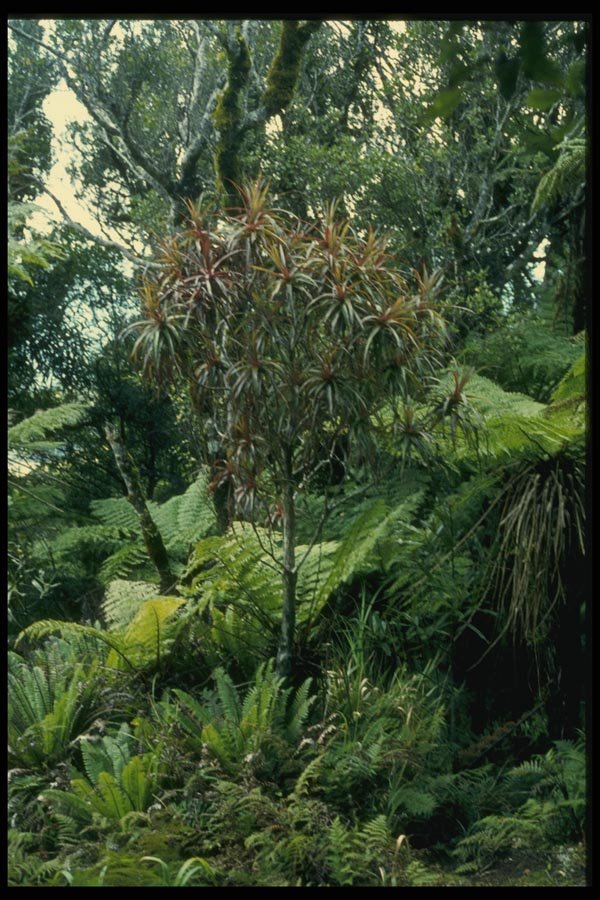 036003 Vegetation, Moehau Mountain, Coromandel Peninsula A4 Photo Print
