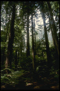 036004 Redwoods, Whaka Forest, Rotoua A4 Photo Print