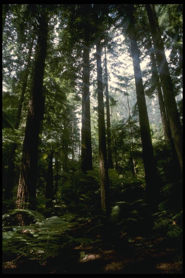 036004 Redwoods, Whaka Forest, Rotoua A4 Photo Print