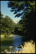 036006 Beech Forest And River, Mount Aspiring National Park A4 Photo Print