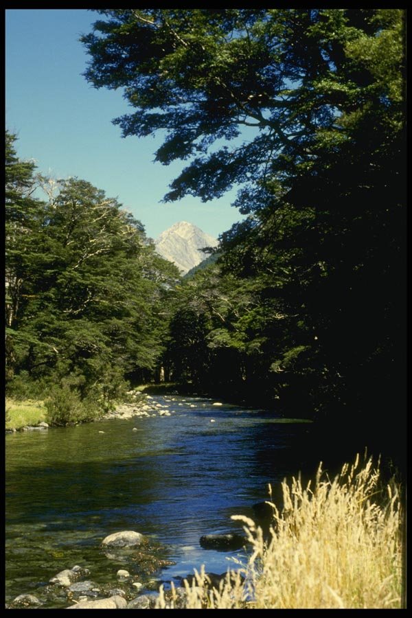 036006 Beech Forest And River, Mount Aspiring National Park A4 Photo Print