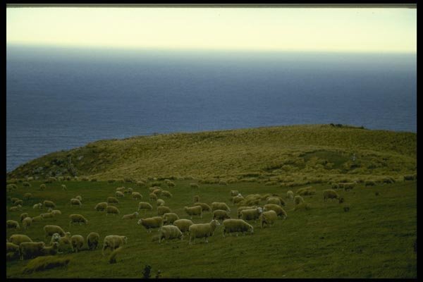 036007 Sheep Flock, Christchurch, South Island A4 Photo Print