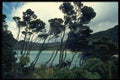 036009 Manuka Shrubs And Beach, Stewart Island A4 Photo Print