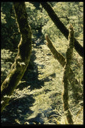 036011 Beech Forests, Leslie River, Tasman Mountains A4 Photo Print