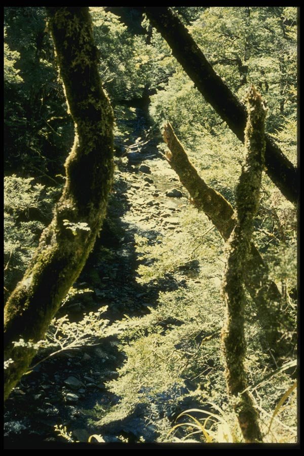 036011 Beech Forests, Leslie River, Tasman Mountains A4 Photo Print