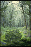 036012 Moss In A Dry Stream Bed, Nelson Lakes National Park A4 Photo Print